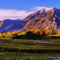 Fall Meadow