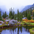 Saturated Forest